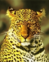 Плед флисовый "Леопард", 150х200 артикул 6493a.
